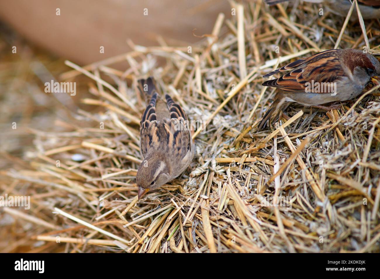 Birds sparrows peck harmful insects in the hay during harvest Stock ...