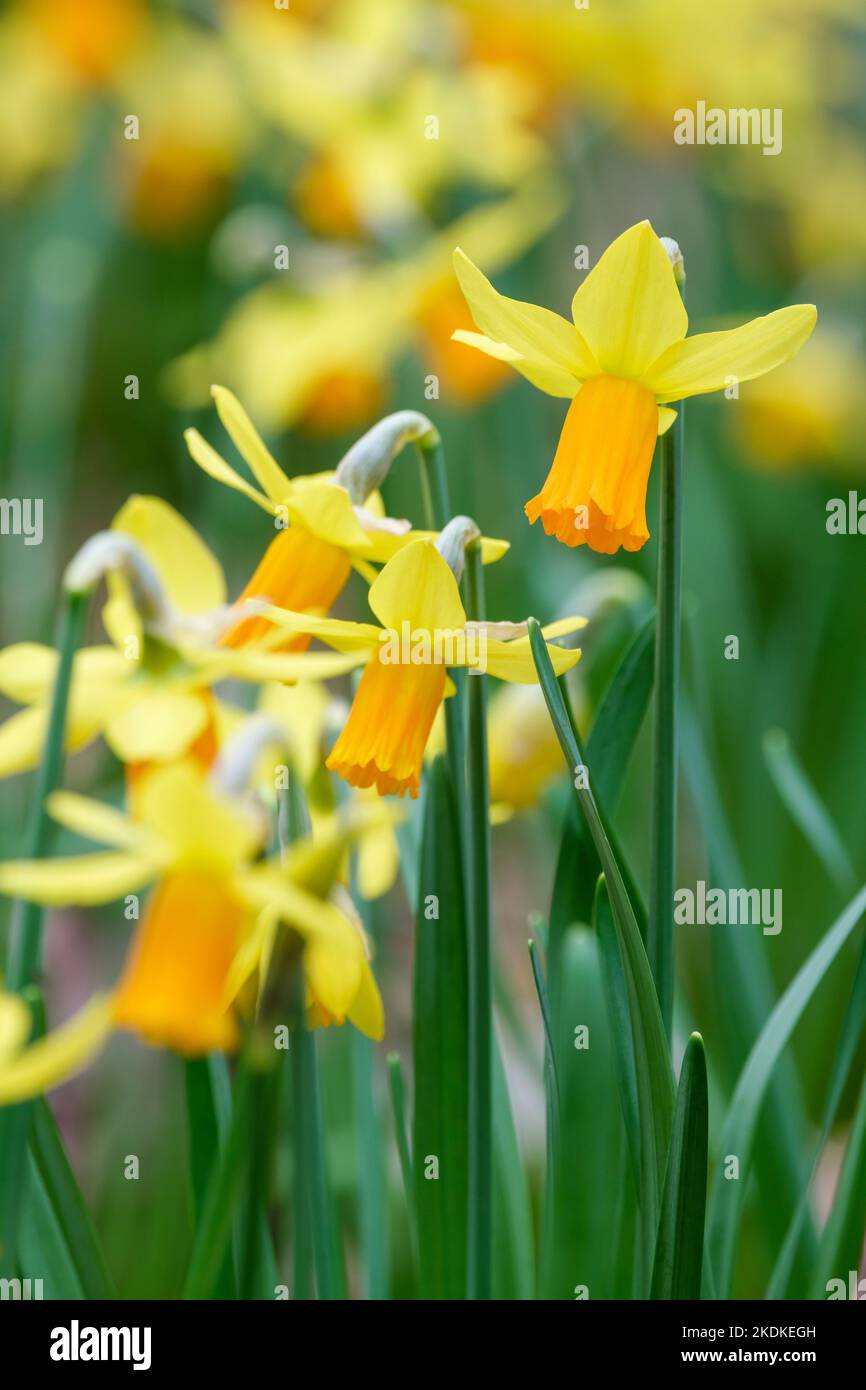 Narcissus Jetfire, daffodil Jetfire, Narcissus Jet Fire, Narcissus cyclamineus Jet Fire, yellow perianth,  bright orange trumpet Stock Photo