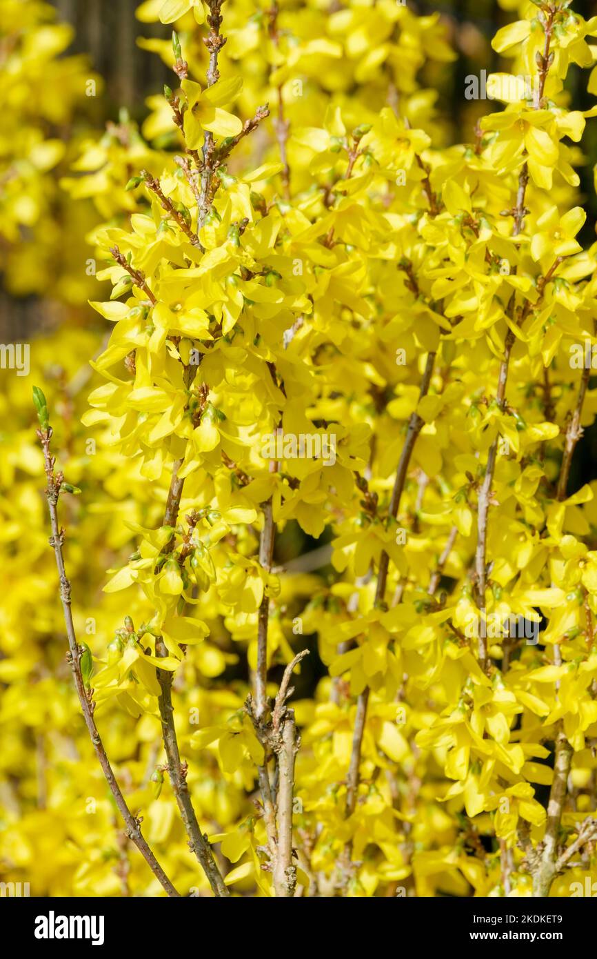 Forsythia × intermedia Week End, Courtalyn forsythia, Forsythia x intermedia Weekend. Yellow forsythia Stock Photo