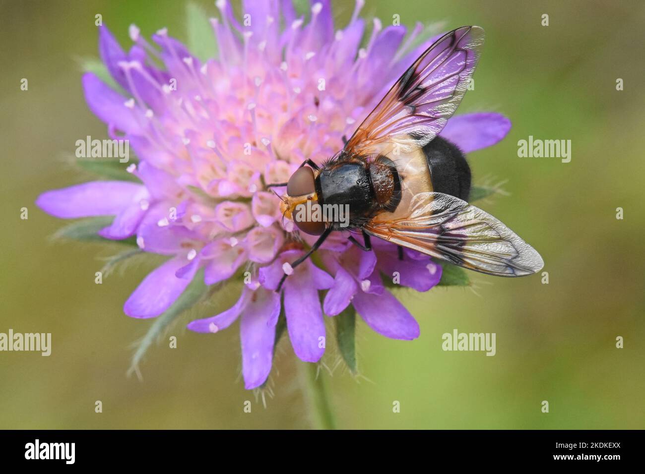 fly feeding on flower. Stock Photo