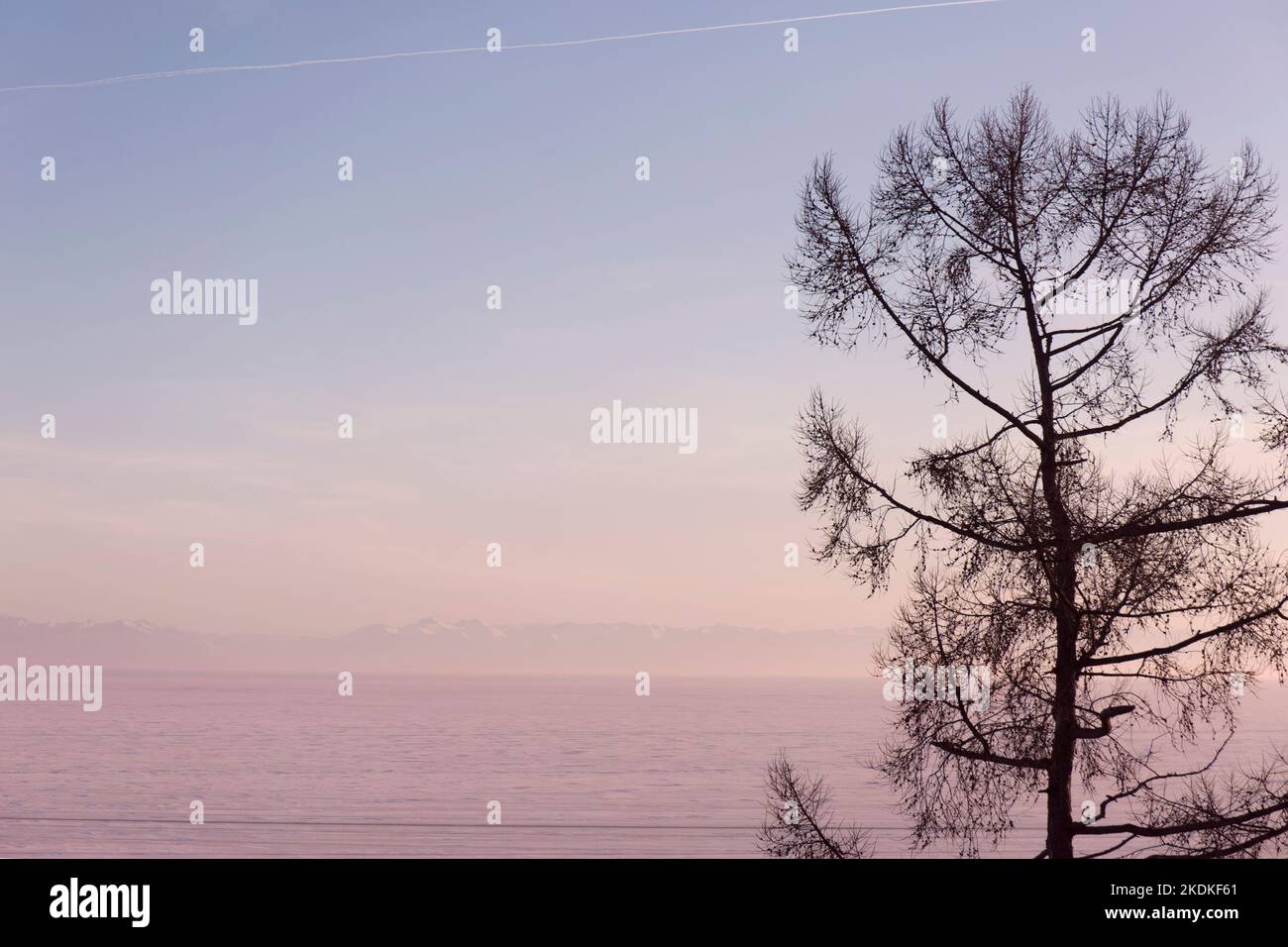 Frost larch tree hi-res stock photography and images - Alamy