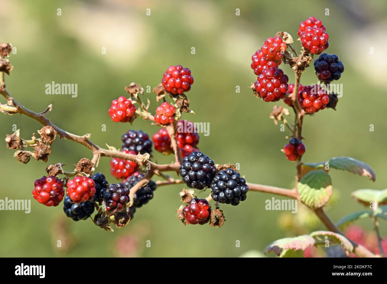 Raspberry, sweet fruit in the wild, Israel Stock Photo Alamy