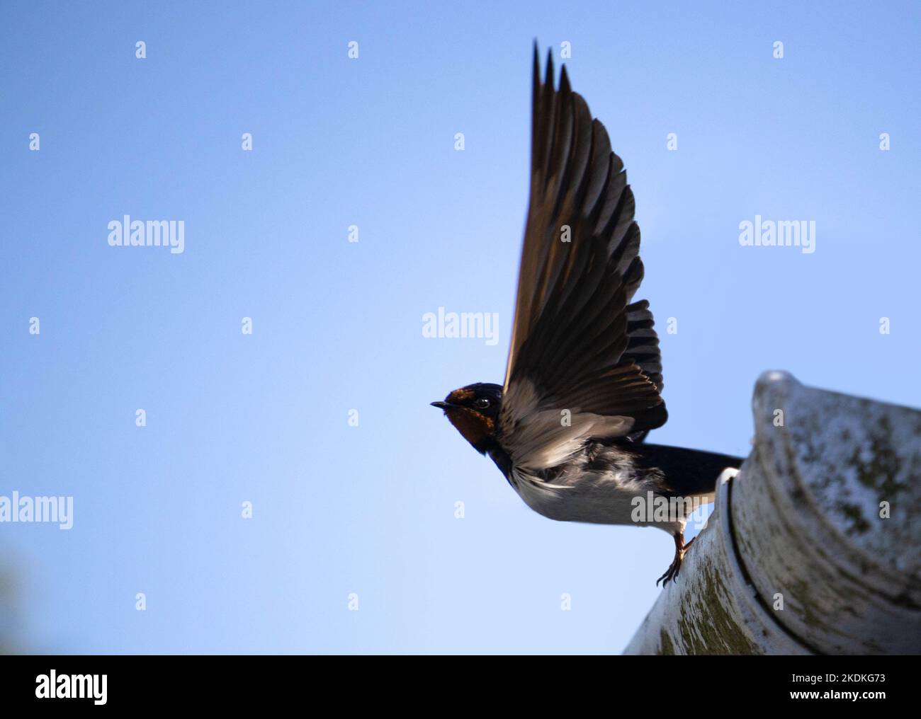 A swallow taking off from a roof top Stock Photo