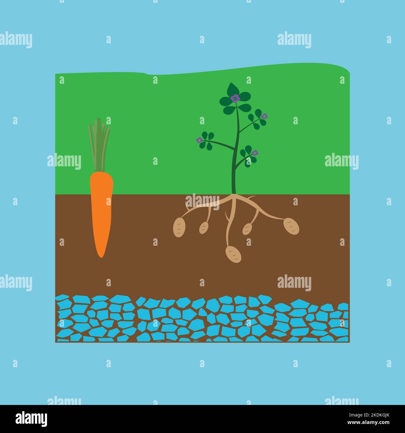 Potato stem Stock Vector Images Alamy