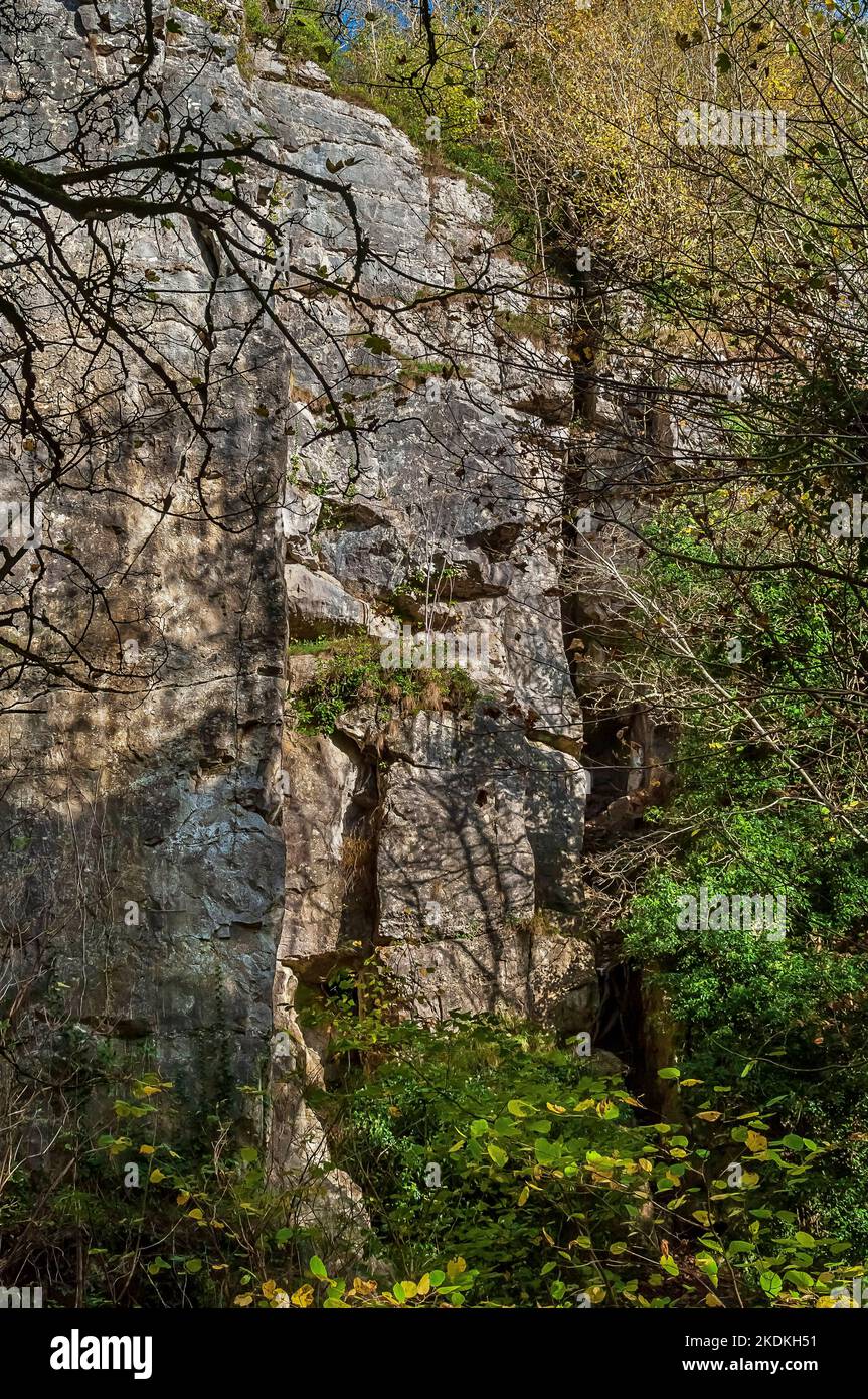Tall limestone cliffs, partly quarried, with a deep and narrow opencut on a vein from lead mining, in Middleton Dale, Stoney Middleton, Peak District. Stock Photo
