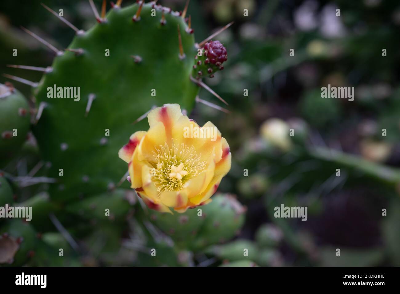 Closeup of yellow flower of prickly pear cactus or Opuntia ficus