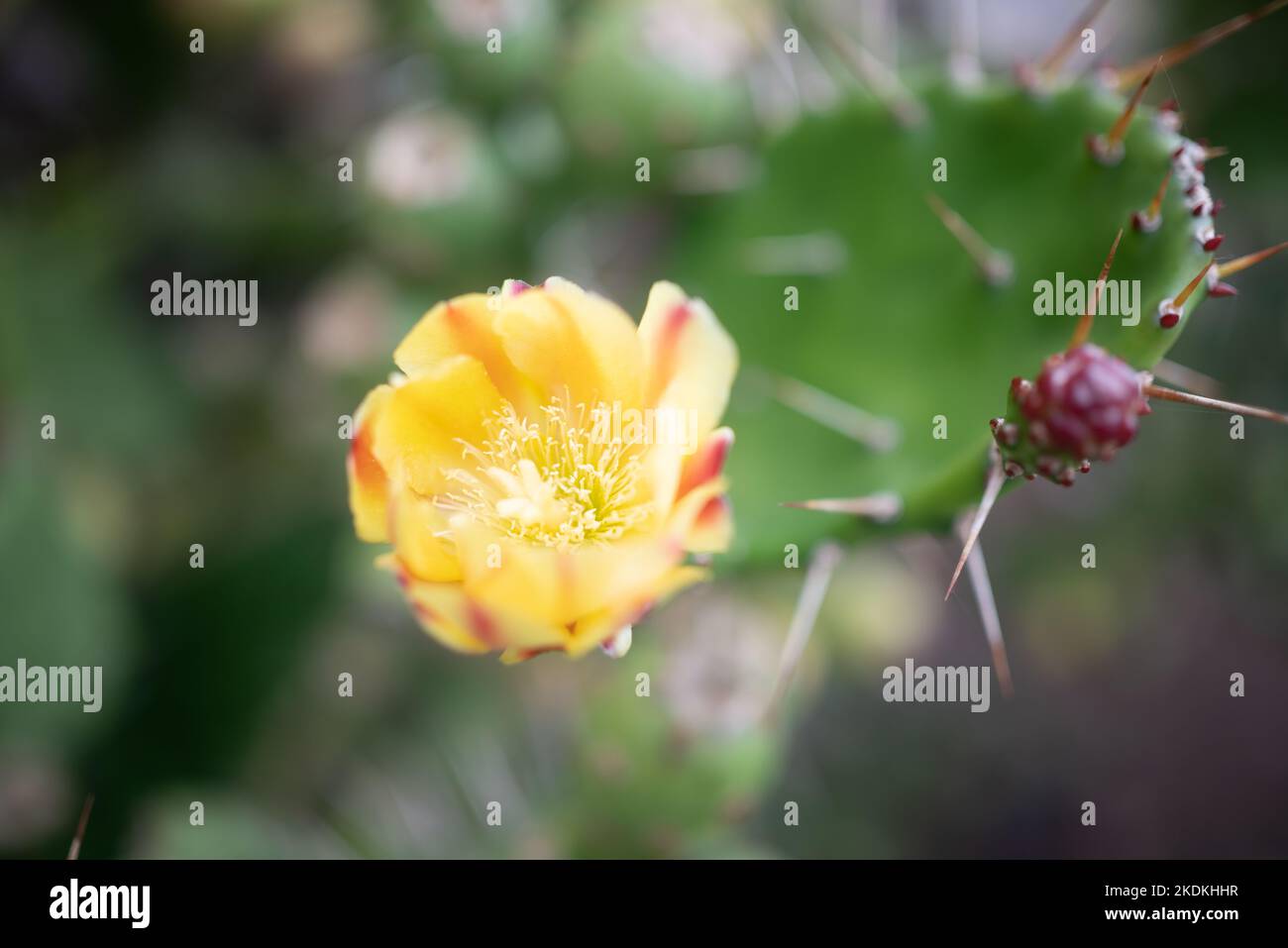 Closeup of yellow flower of prickly pear cactus or Opuntia ficus