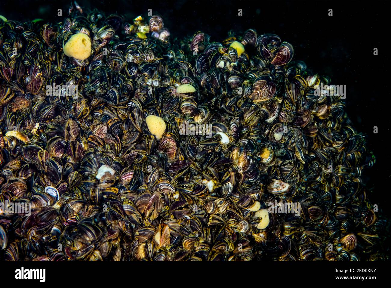 Zebra mussels are an invasive species that has been accidentally introduced to numerous areas including the St. Lawrence River. Stock Photo