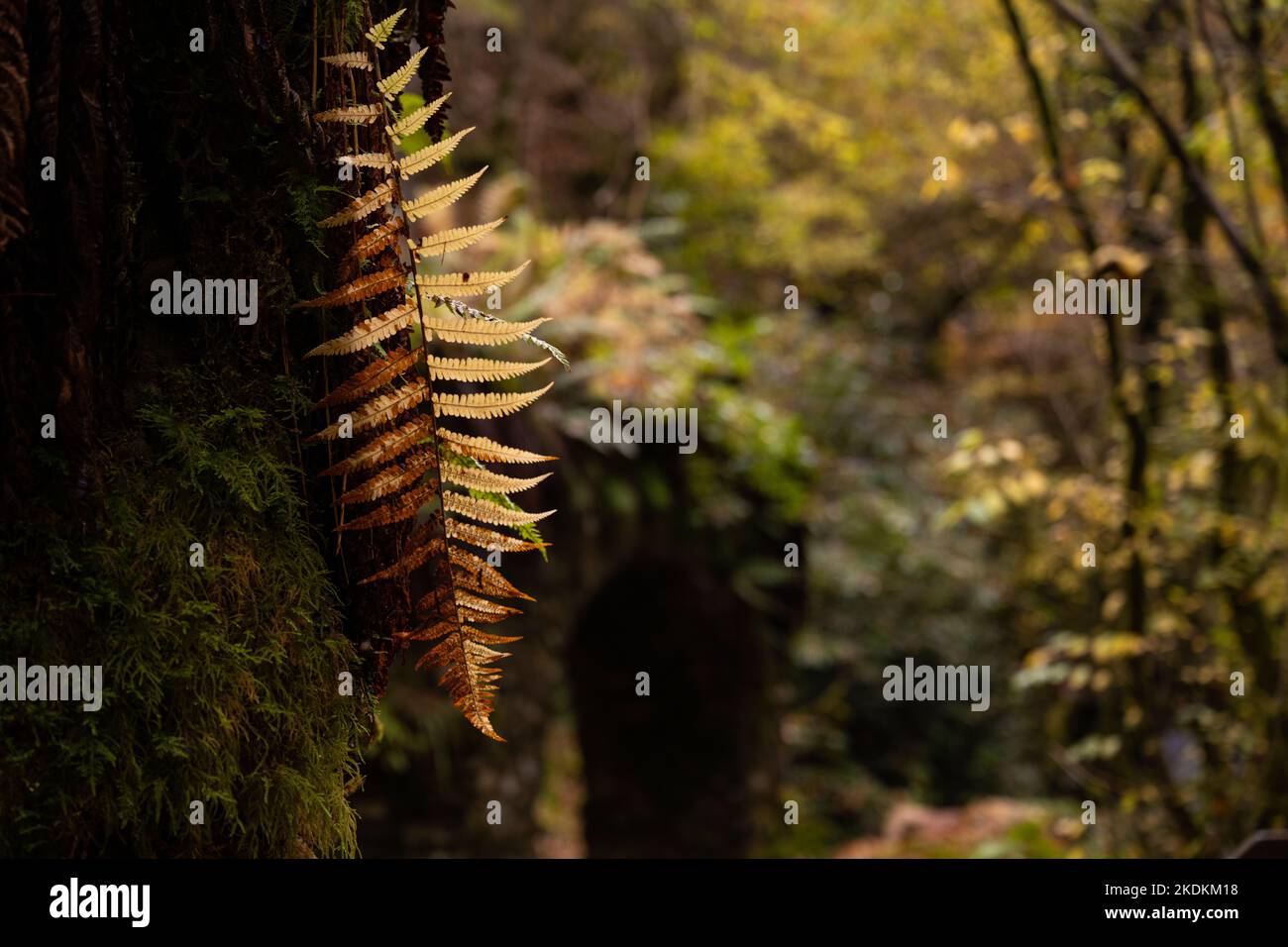 A fern turned gold by the slide into autumn, taken in Reelig Glen Stock Photo
