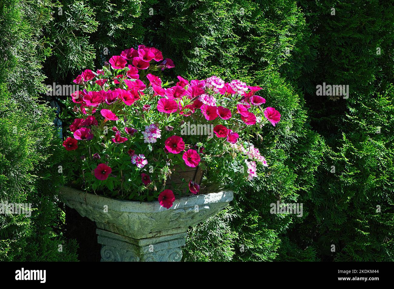 Flowering Pink Petunias (Petunia x atkinsiana) in a ceramic planter with an Emerald Cedar (Thuja occidentals) hedge background. Stock Photo