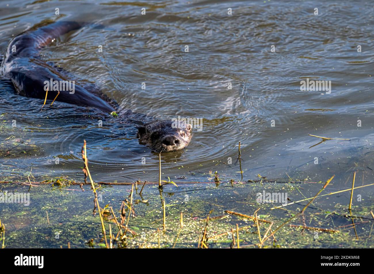 North American River Otter (Lontra canadensis) in water facing camera. Blakeburn Lagoons, Port Coquitlam, B. C., Canada Stock Photo