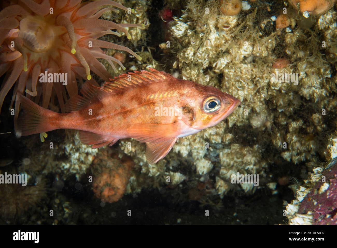 Acadian redfish underwater in the St. Lawrence River Stock Photo