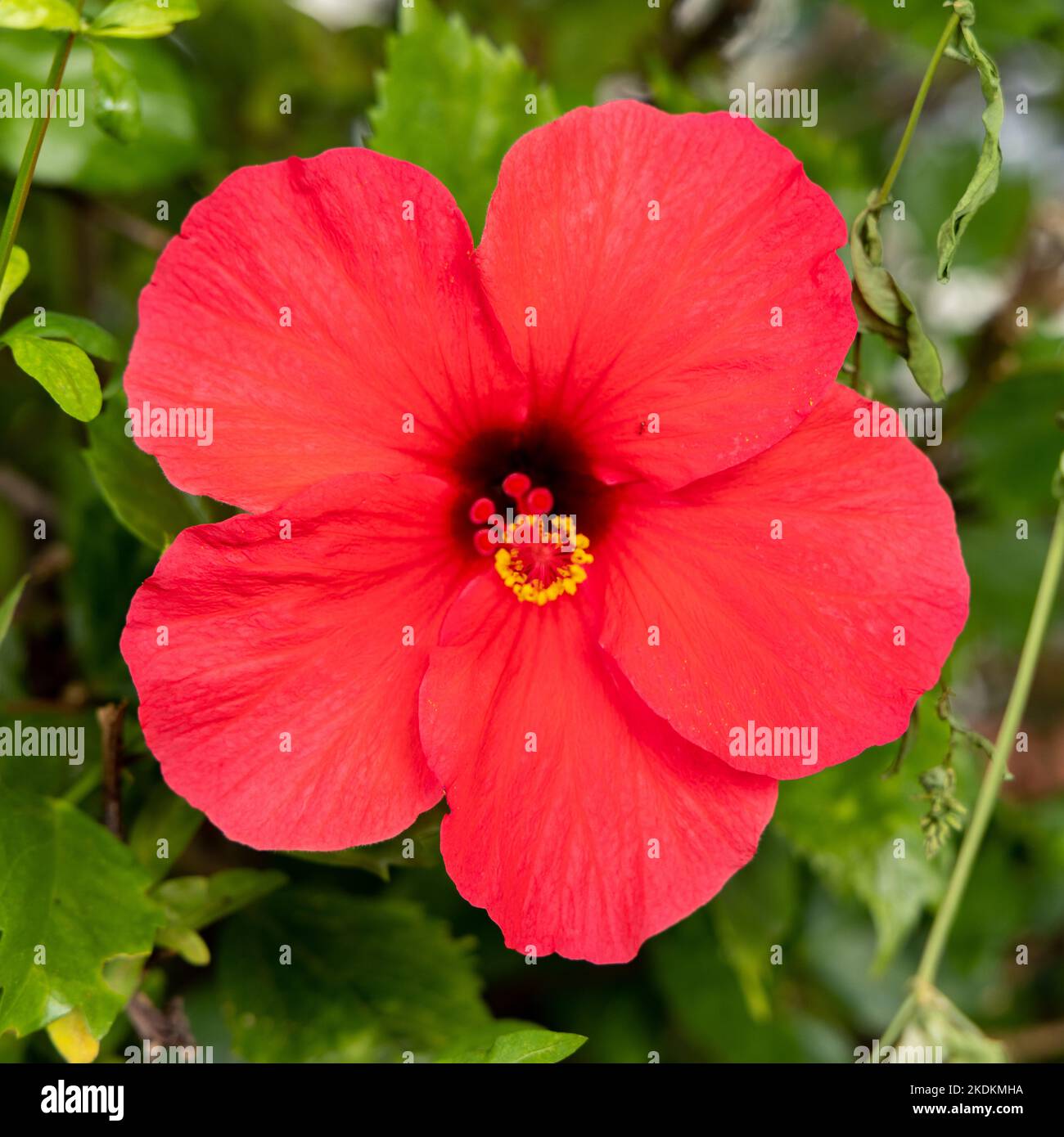 Hibiscus flower portugal hi-res stock photography and images - Alamy
