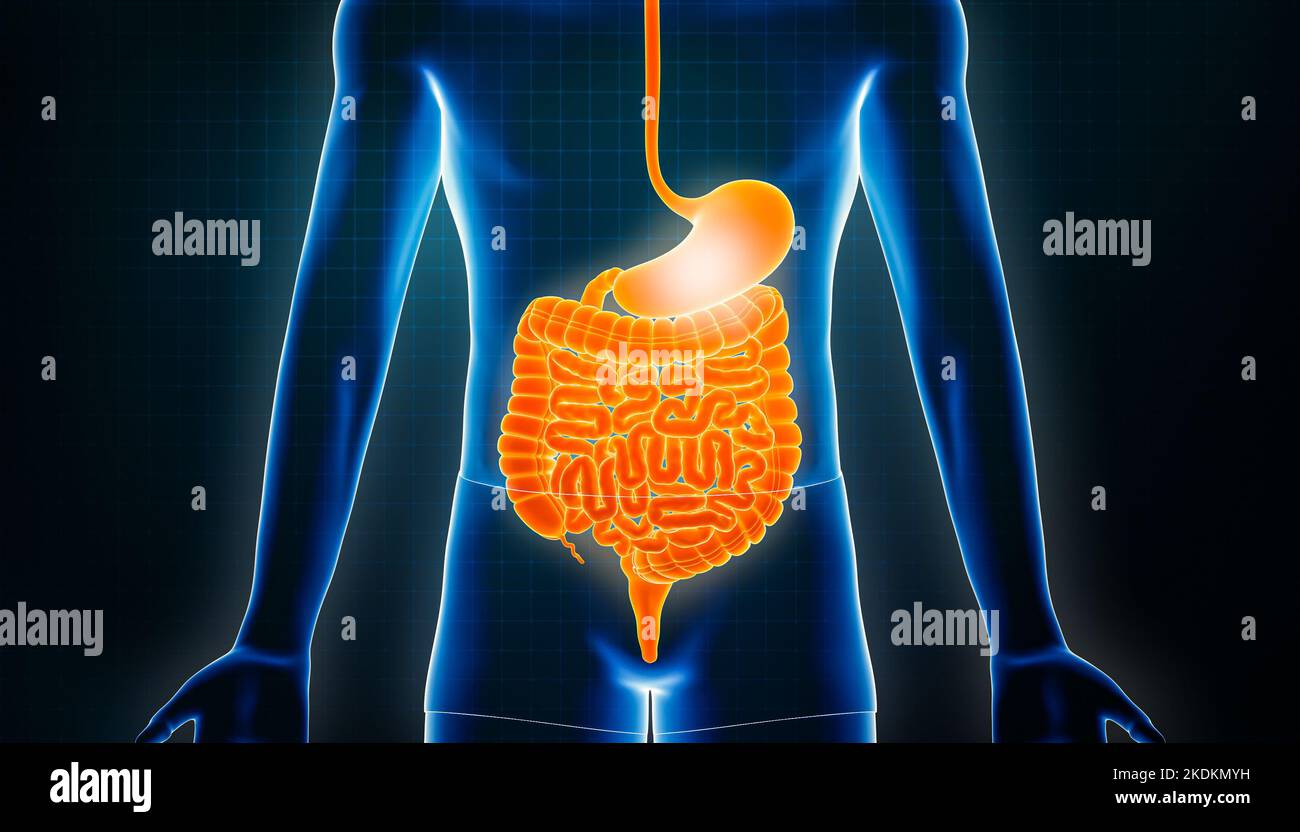 Intestinal tract 3D rendering illustration. Anterior or front view of the human digestive system or bowels. Stomach inflammation or infection, anatomy Stock Photo