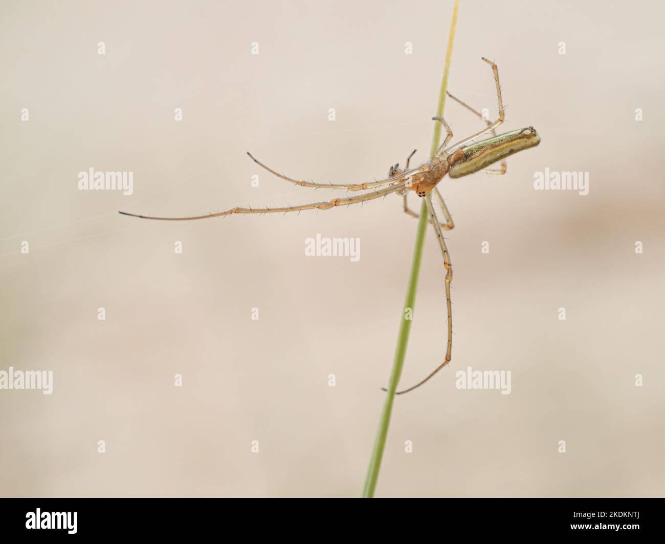 Long jawed Orb weaving Spider, Tetragnatha extensa.  Norfolk  July Stock Photo