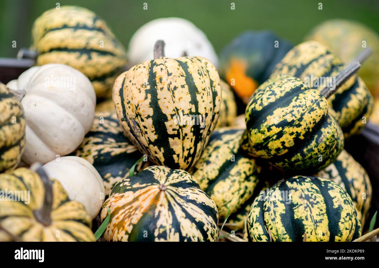 07 November 2022, Lower Saxony, Sandkrug: Numerous ornamental pumpkins are offered for sale in a field in Oldenburg County. Photo: Hauke-Christian Dittrich/dpa Stock Photo