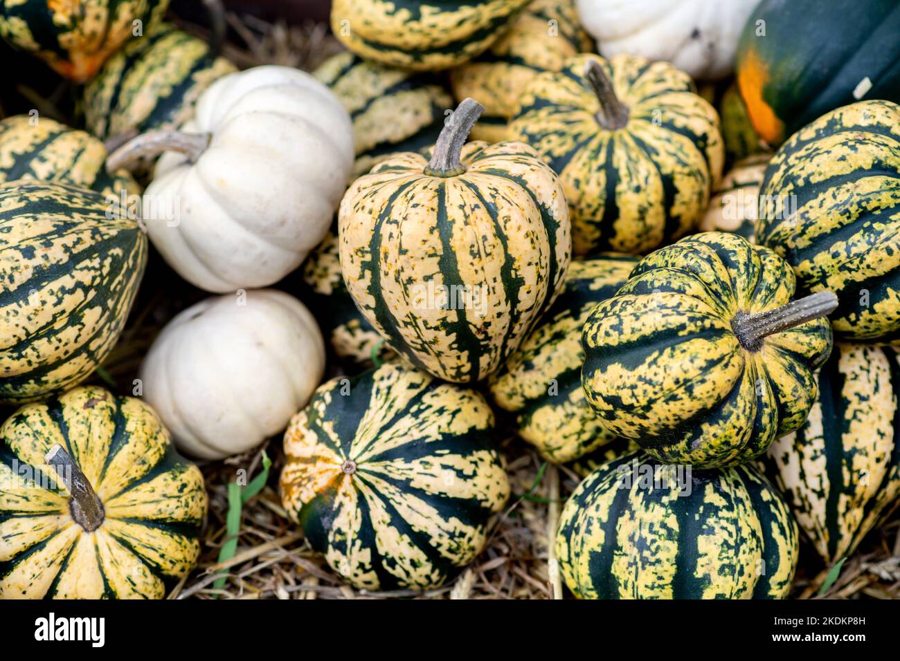 07 November 2022, Lower Saxony, Sandkrug: Numerous ornamental pumpkins are offered for sale in a field in Oldenburg County. Photo: Hauke-Christian Dittrich/dpa Stock Photo