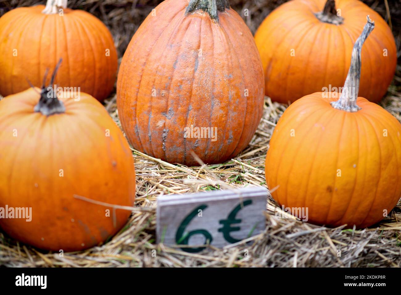 07 November 2022, Lower Saxony, Sandkrug: Several Hokkaido pumpkins are offered for sale in a field in Oldenburg County. Photo: Hauke-Christian Dittrich/dpa Stock Photo