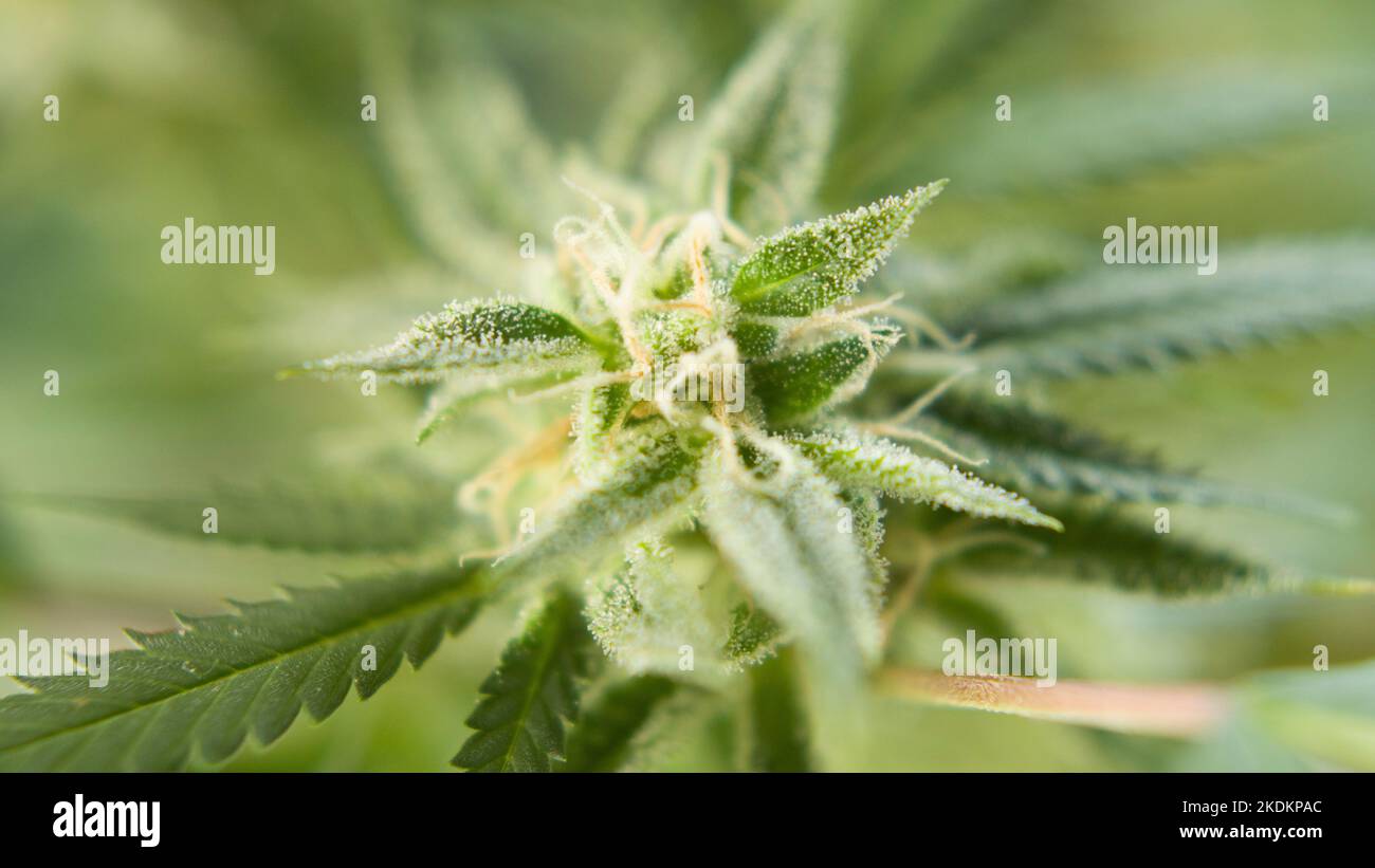 https://c8.alamy.com/comp/2KDKPAC/close-up-of-trichome-filled-marihuana-cbd-thc-bud-flowering-pre-harvest-cannabis-flower-2KDKPAC.jpg