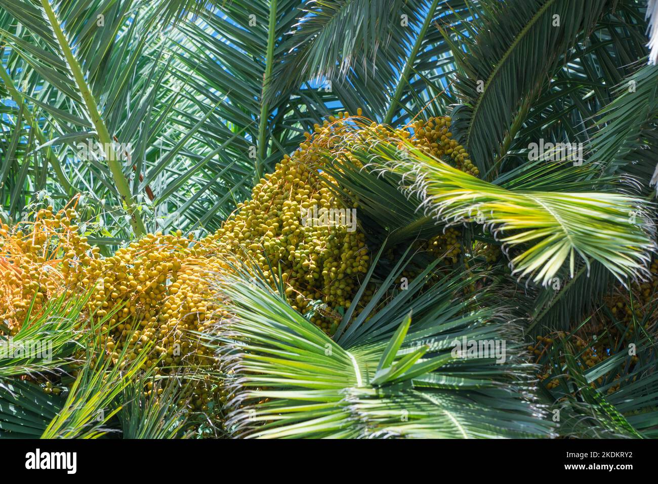 Pindo Palm tree (Butia capitata) ladened with fruit, also known as the Jelly palm. Santa Margherita Liguria Northern Italy. September 2022 Stock Photo