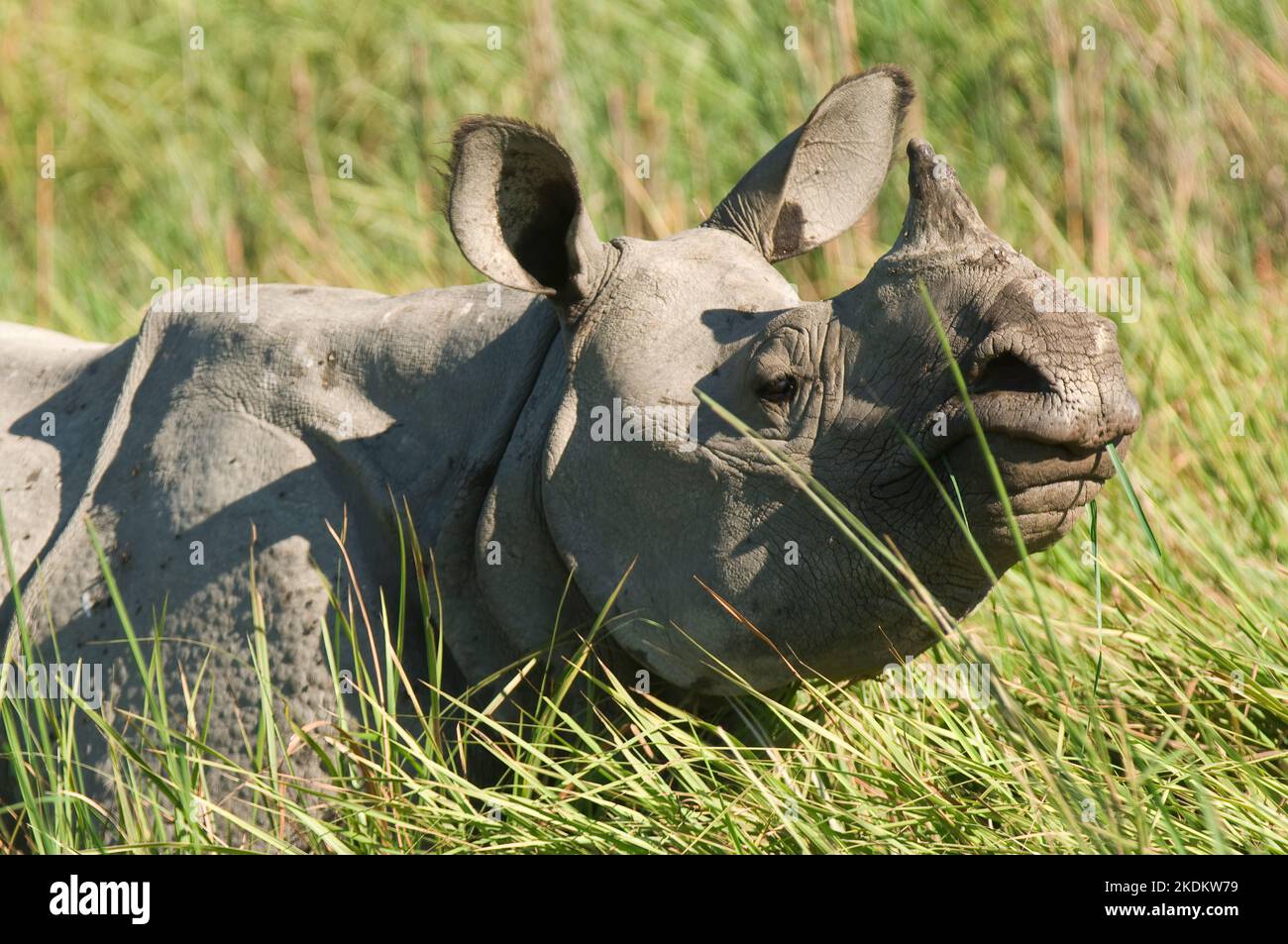 Indian Rhinoceros or Great One-horned Rhinoceros in elephant grass