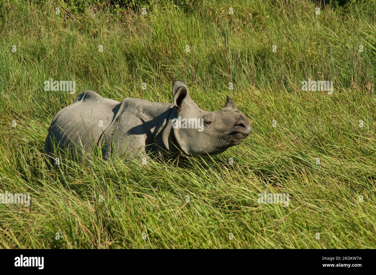 Indian Rhinoceros or Great One-horned Rhinoceros in elephant grass