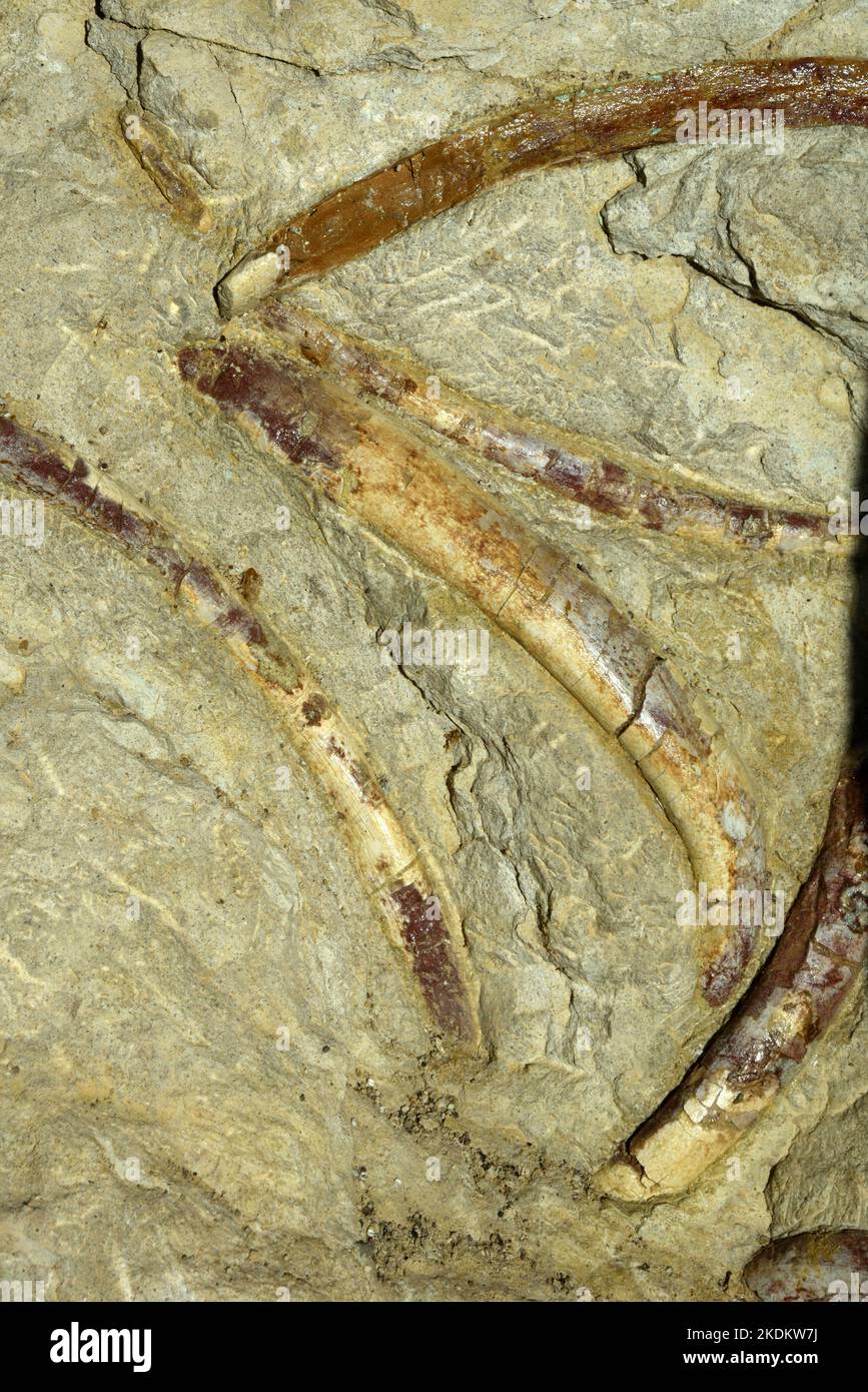 Fossilised rib cage and bones of prehistoric sirenia, or sea cows, ancestors of dugong and manatees in Siren Valley near Castellane Provence France Stock Photo
