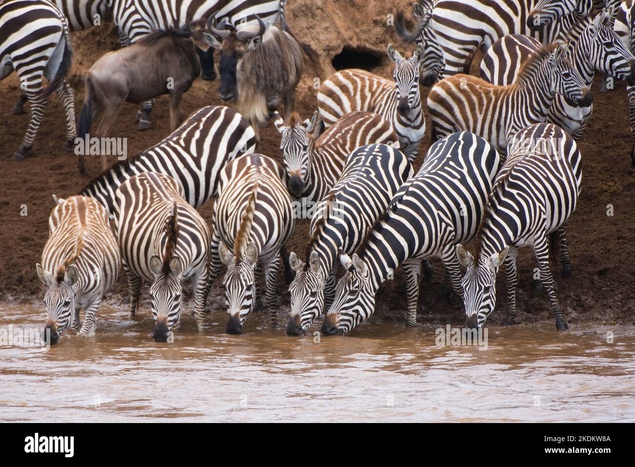 Burchell’s Zebras or Plains Zebras (Equus burchellii) crossing the Mara
