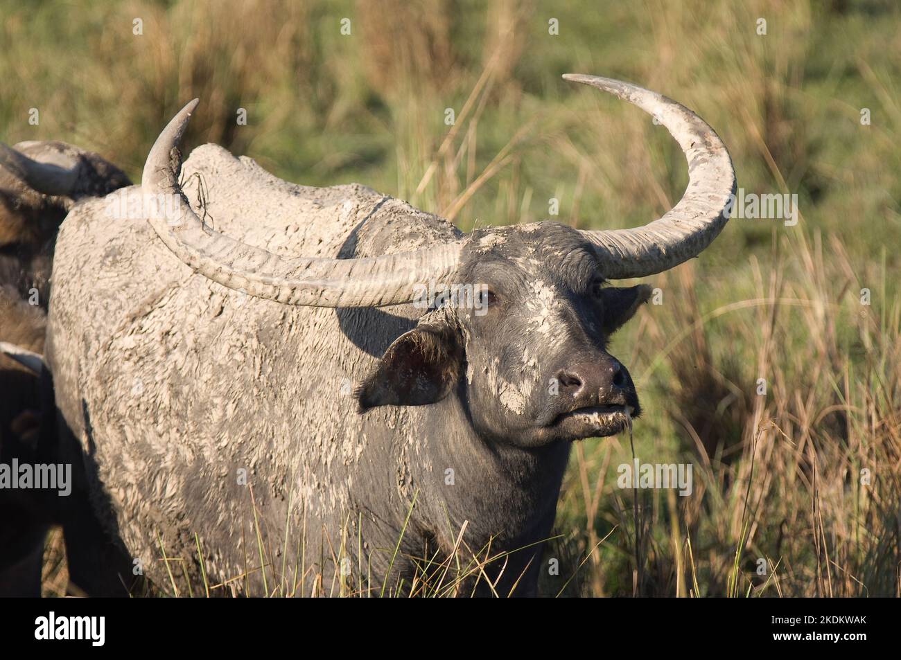 Wild Asian Water Buffalo (Bubalus arnee), Endangered species