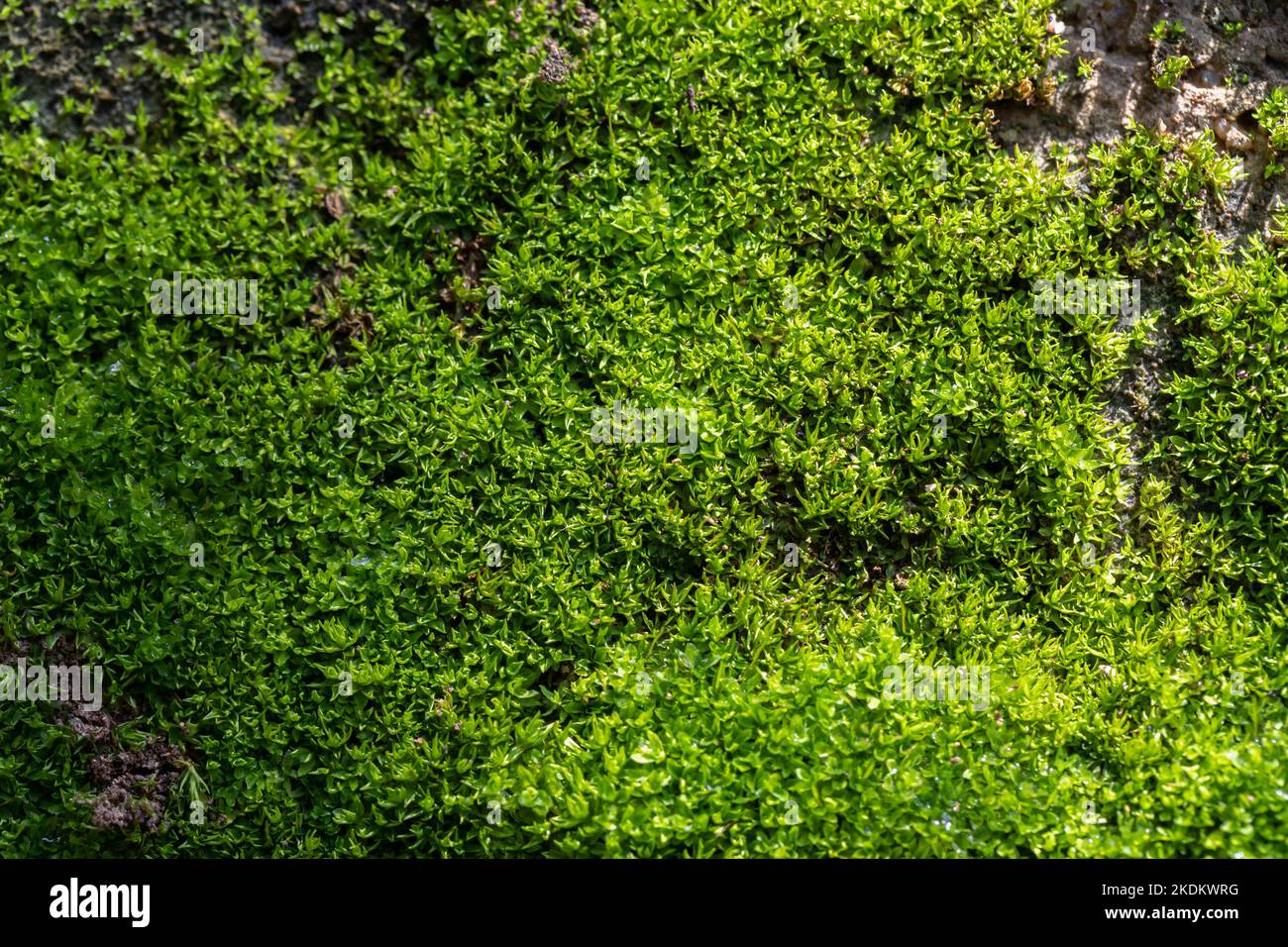 Grooved green moss background in nature Stock Photo Alamy