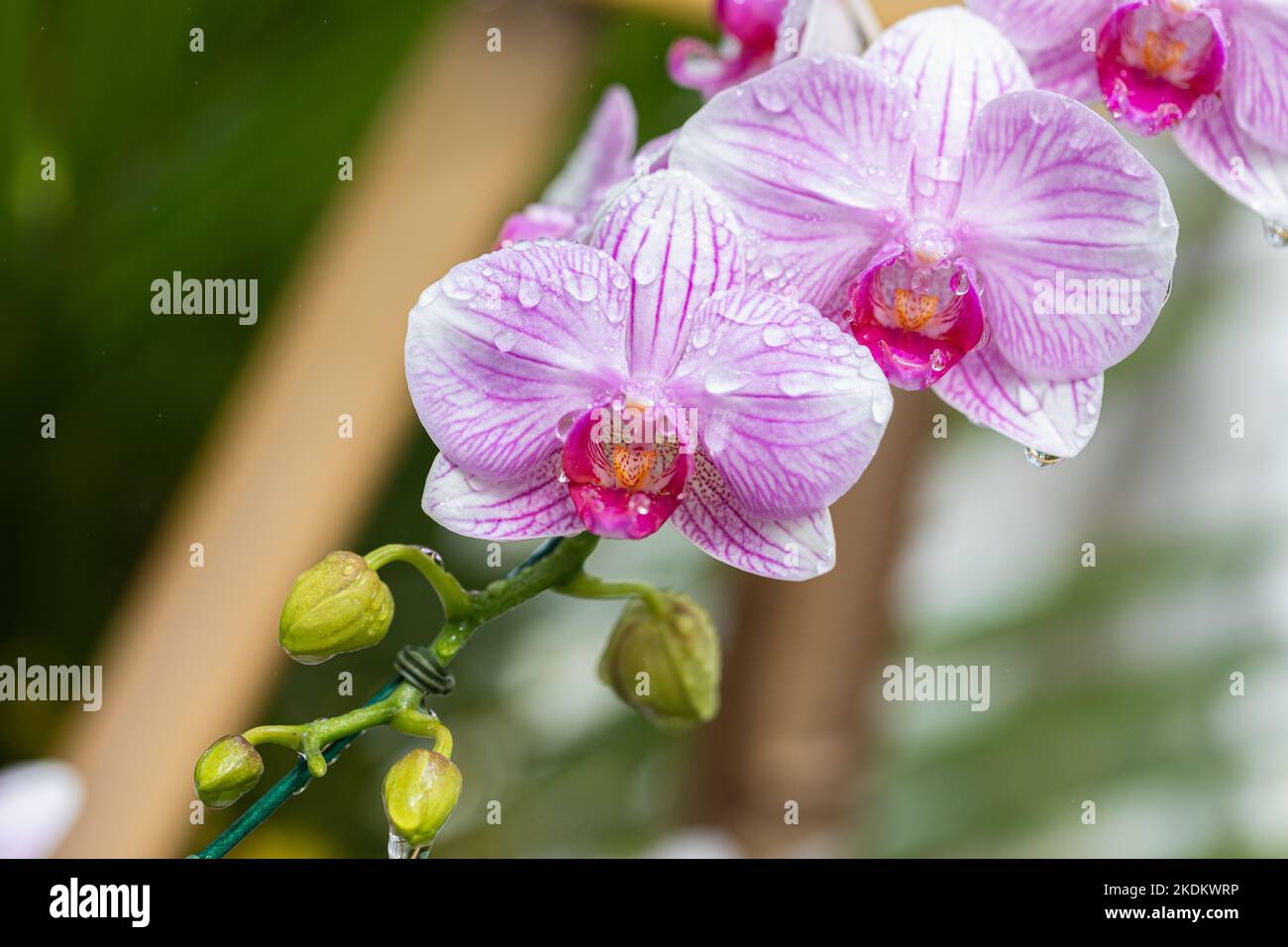 Orchid flower. Phalaenopsis Orchidaceae. Stock Photo
