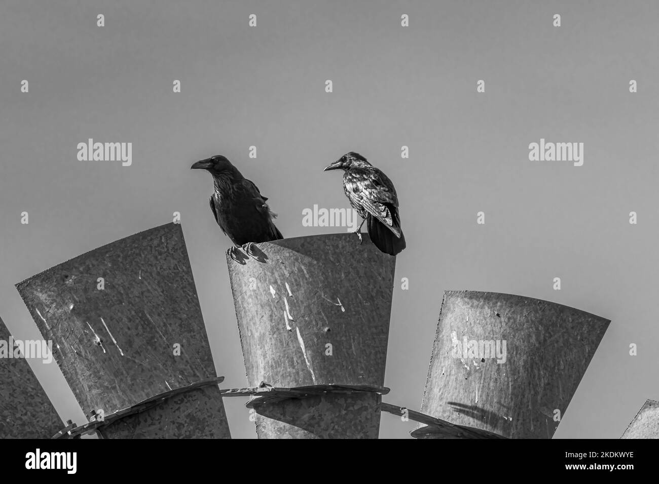 Two Crows Sitting on a Metal Windmill Stock Photo