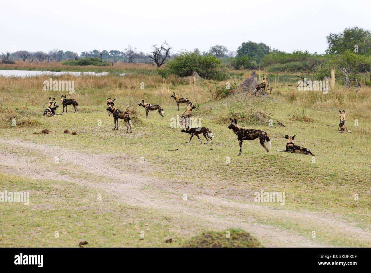 African Wild Dog pack, Lycaon pictus, endangered species, group of African wild dogs in Moremi Game Reserve, Okavango Delta, Botswana Africa Stock Photo
