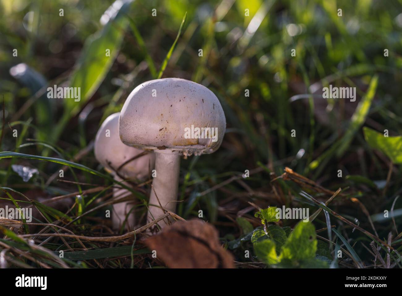 mushrooms in the forest during the mushroom picking season. white