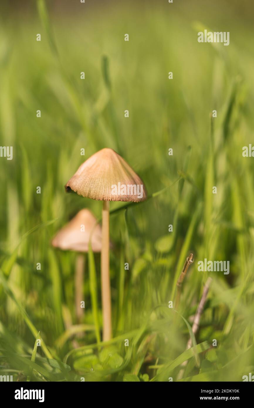 mushrooms in the forest during the mushroom picking season. white