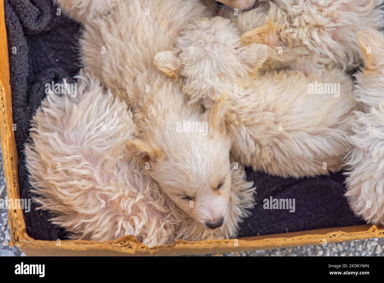 Newborn Hungarian Puli Dog Beige Puppies Pets Stock Photo