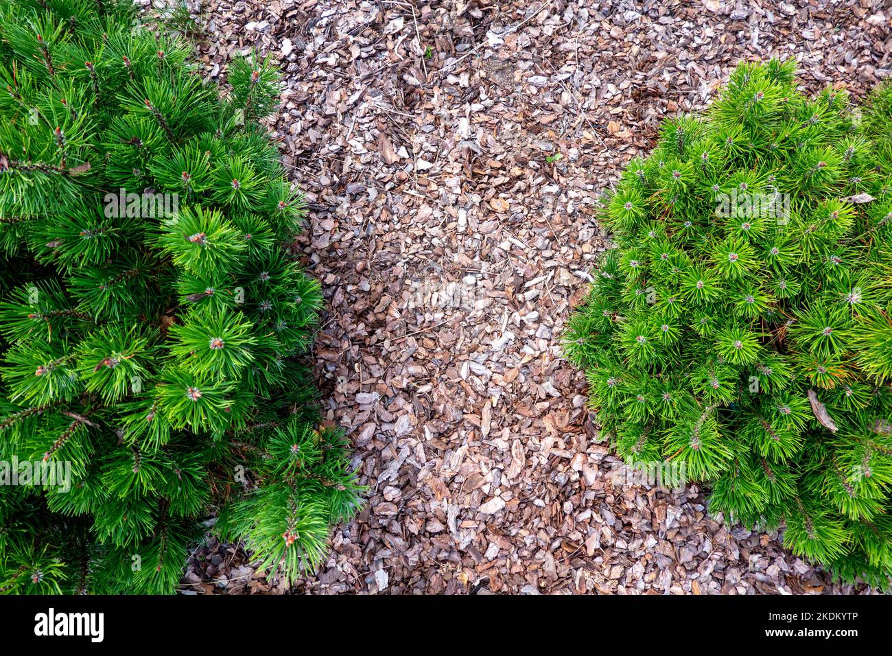 Small pine tree mulched with natural brown bark mulch. Top view. Modern