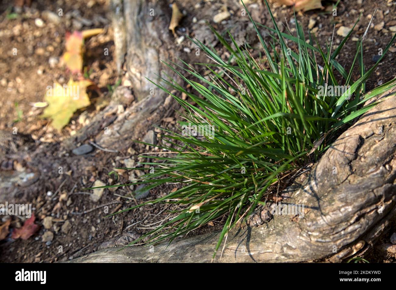 Tuft of grass that grows on a root in a trail seen up close Stock Photo Alamy