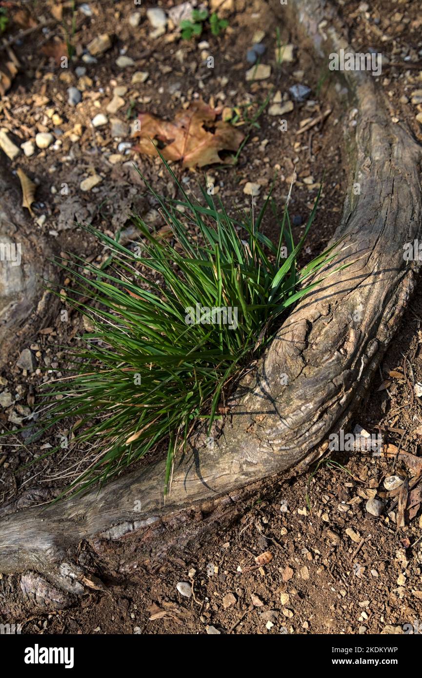 Tuft of grass that grows on a root in a trail seen up close Stock Photo Alamy