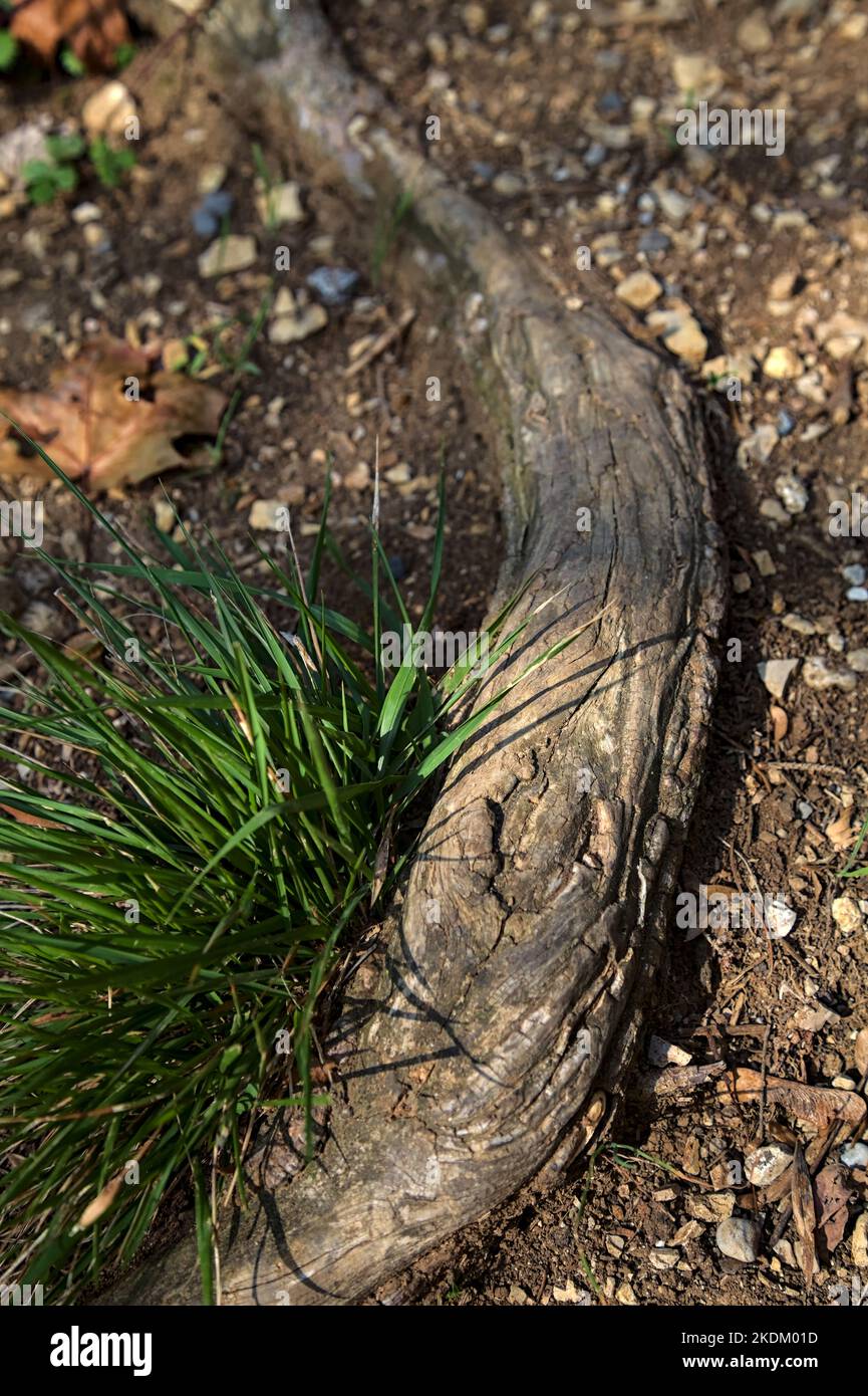 Tuft of grass that grows on a root in a trail seen up close Stock Photo Alamy