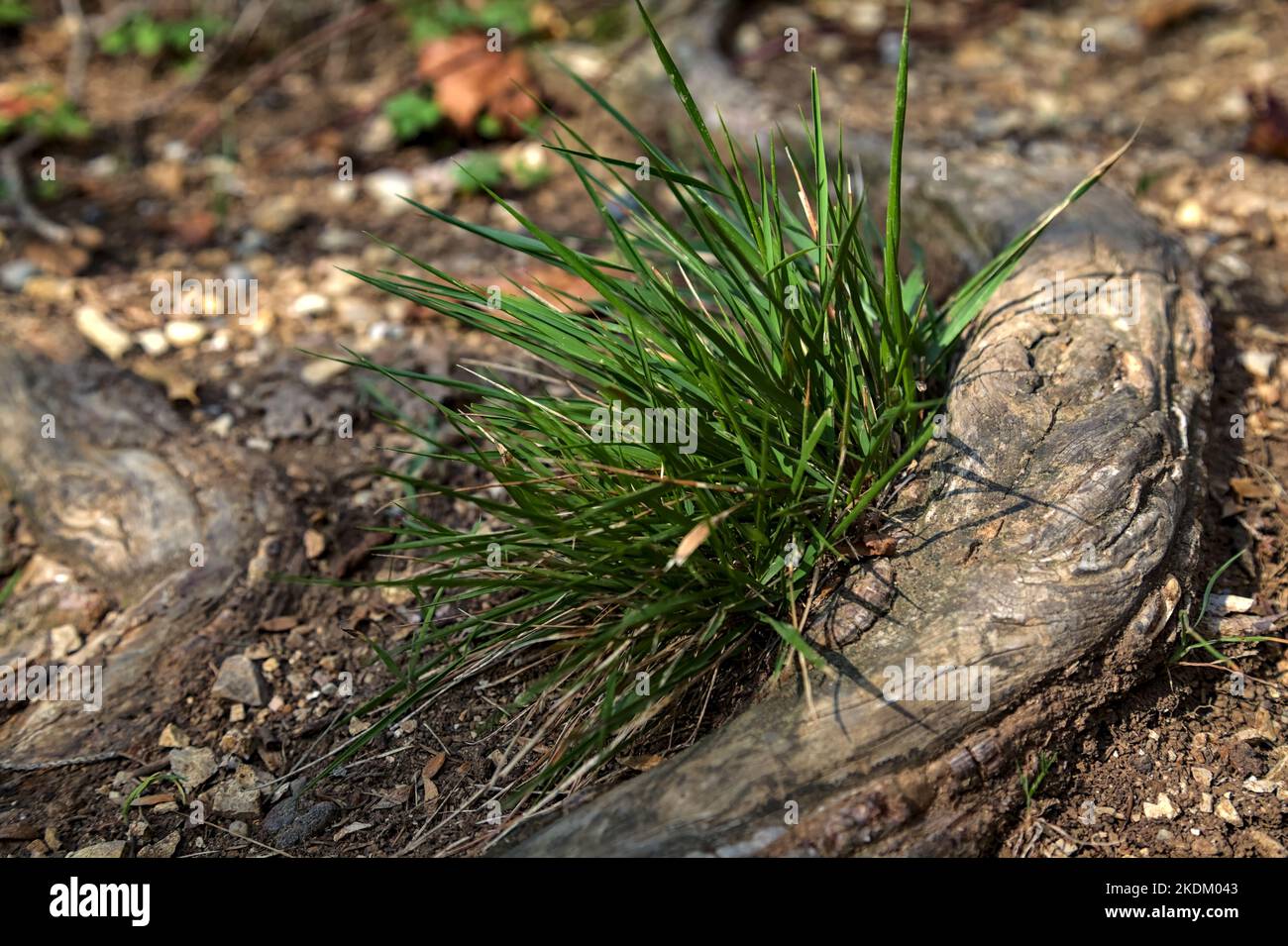 Tuft of grass that grows on a root in a trail seen up close Stock Photo Alamy