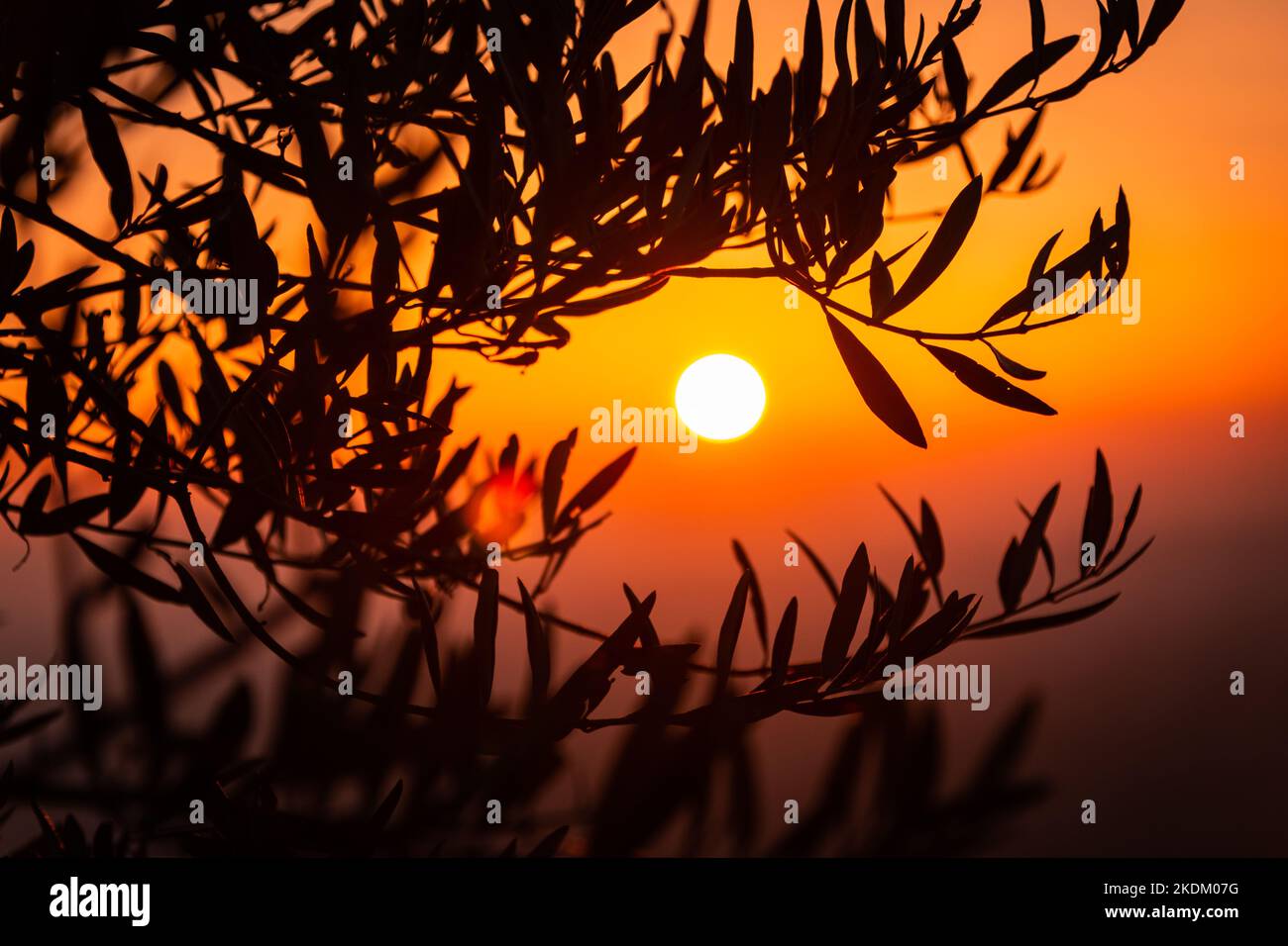 Sonnenuntergang im Hintergrund und davor Zweige und Blätter von einem Olivenbaum am Abend Stock Photo
