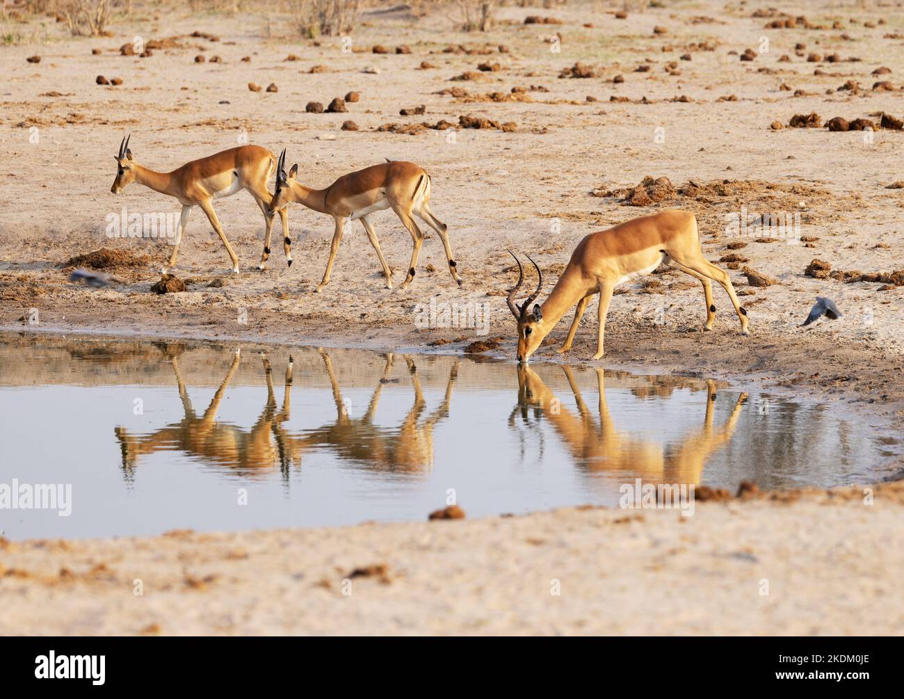 Impalas ( Aepyceros melampus )drinking from a waterhole with reflection, Chobe National Park Botswana Africa. African animal Stock Photo