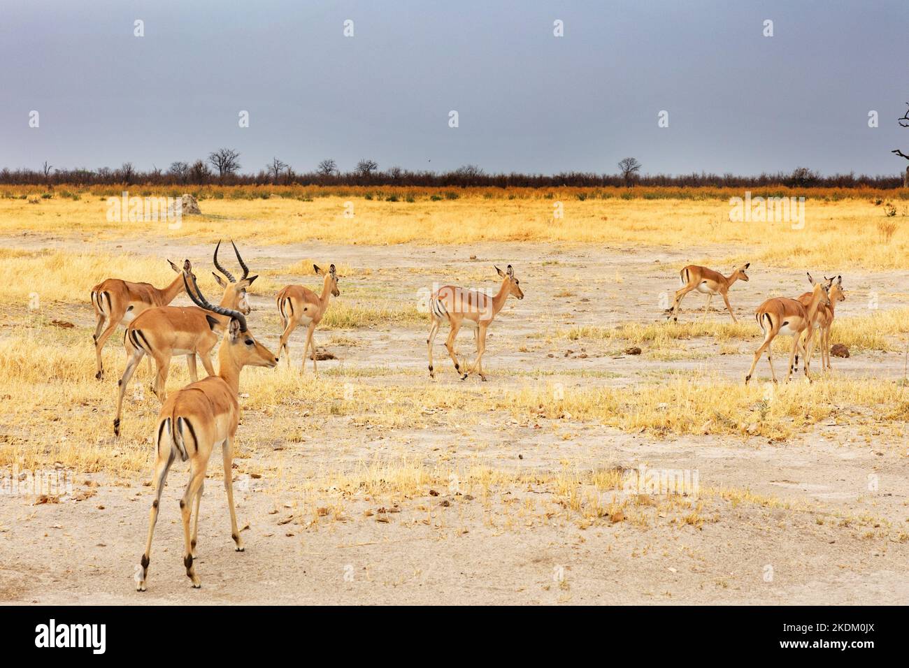 A small herd of impala, Aepyceros melampus, a medium sized antelope, aka Rooibok, on the plains of the Chobe National Park grassland, Botswana Africa Stock Photo