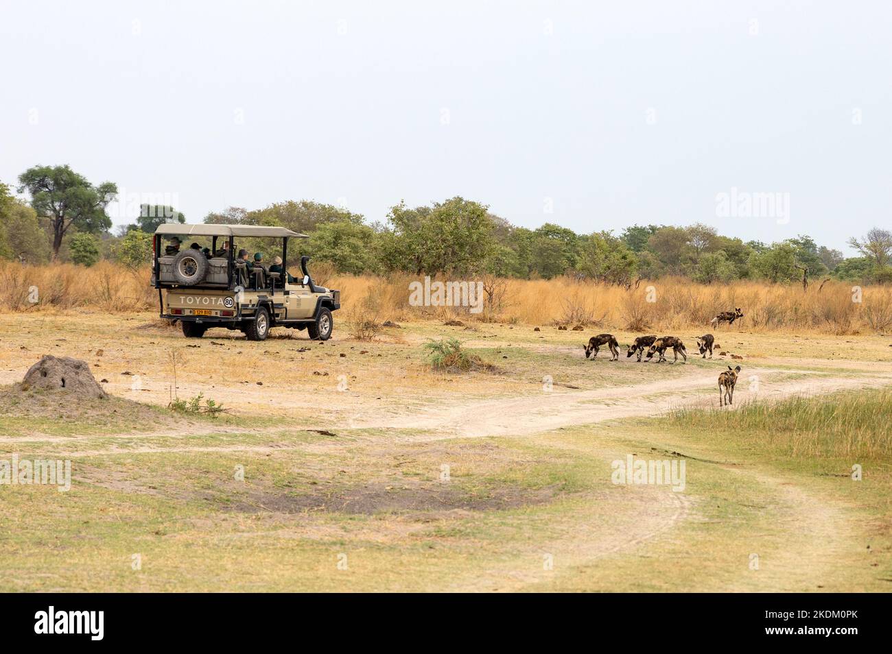 Jeep Safari Africa - tourists watching African Wild Dogs on a safari holiday; Moremi Game Reserve, Okavango Delta, Botswana Africa. Travel. Stock Photo