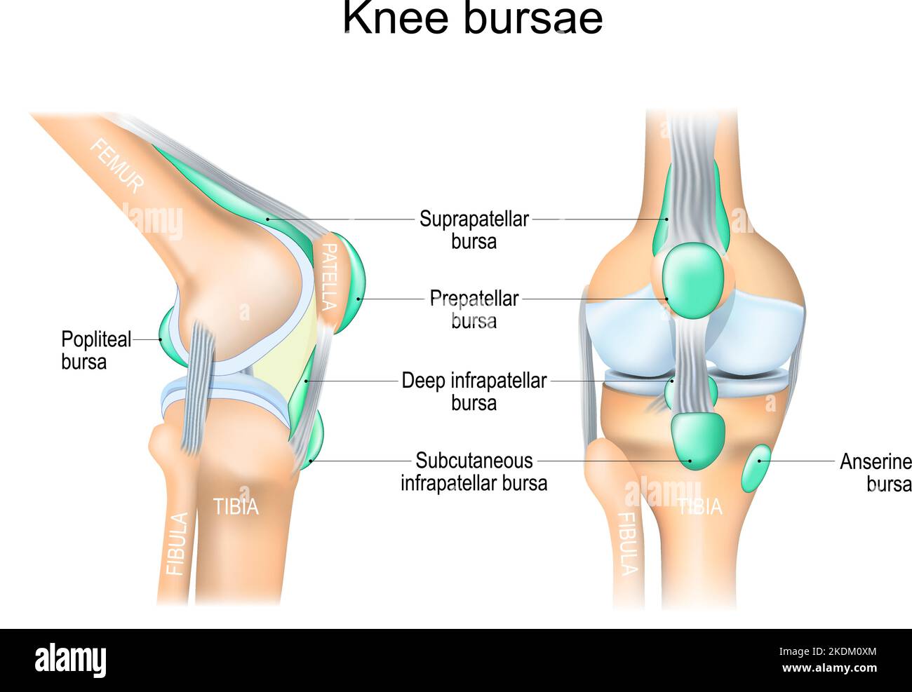 Knee bursae. synovial pockets or sacs that surround the knee joint cavity. Synovial joint anatomy. Frontal and side view of human knee joint. Vector Stock Vector