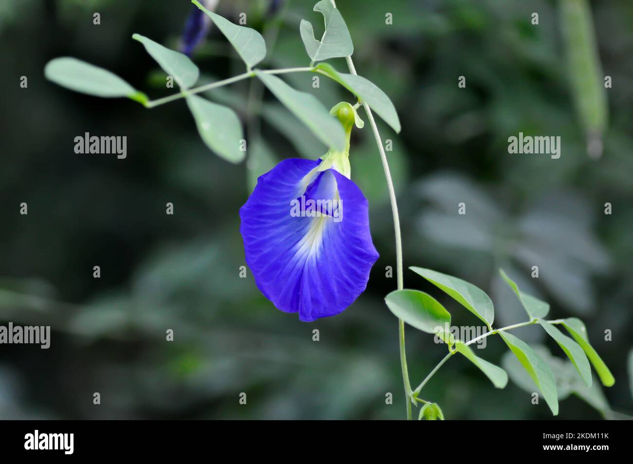 butterfly pea , blue pea flower or Clitoria ternatea L or PAPILIONACEAE