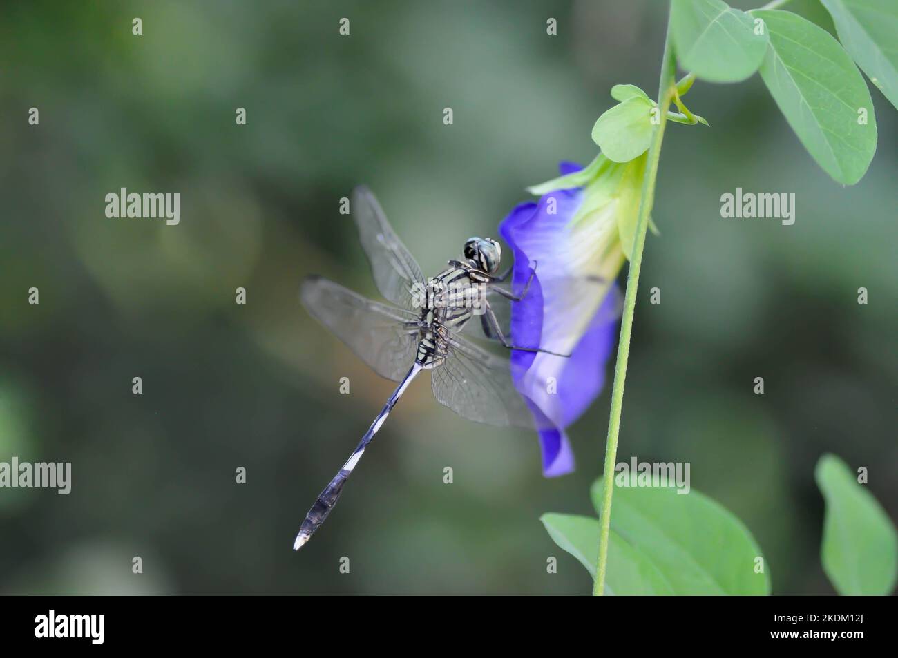 dragonfly on the butterfly pea , blue pea flower or Clitoria ternatea L or PAPILIONACEAE  plant Stock Photo