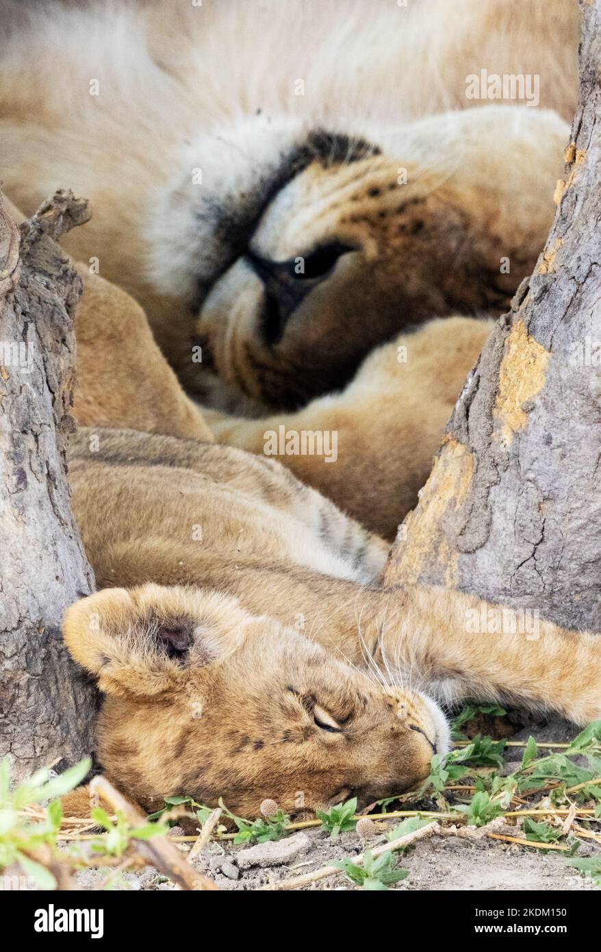 Lion cub, mother; - Lion cub sleeping next to its mother, Moremi Game Reserve, Okavango Delta, Botswana Africa. African animal. Stock Photo
