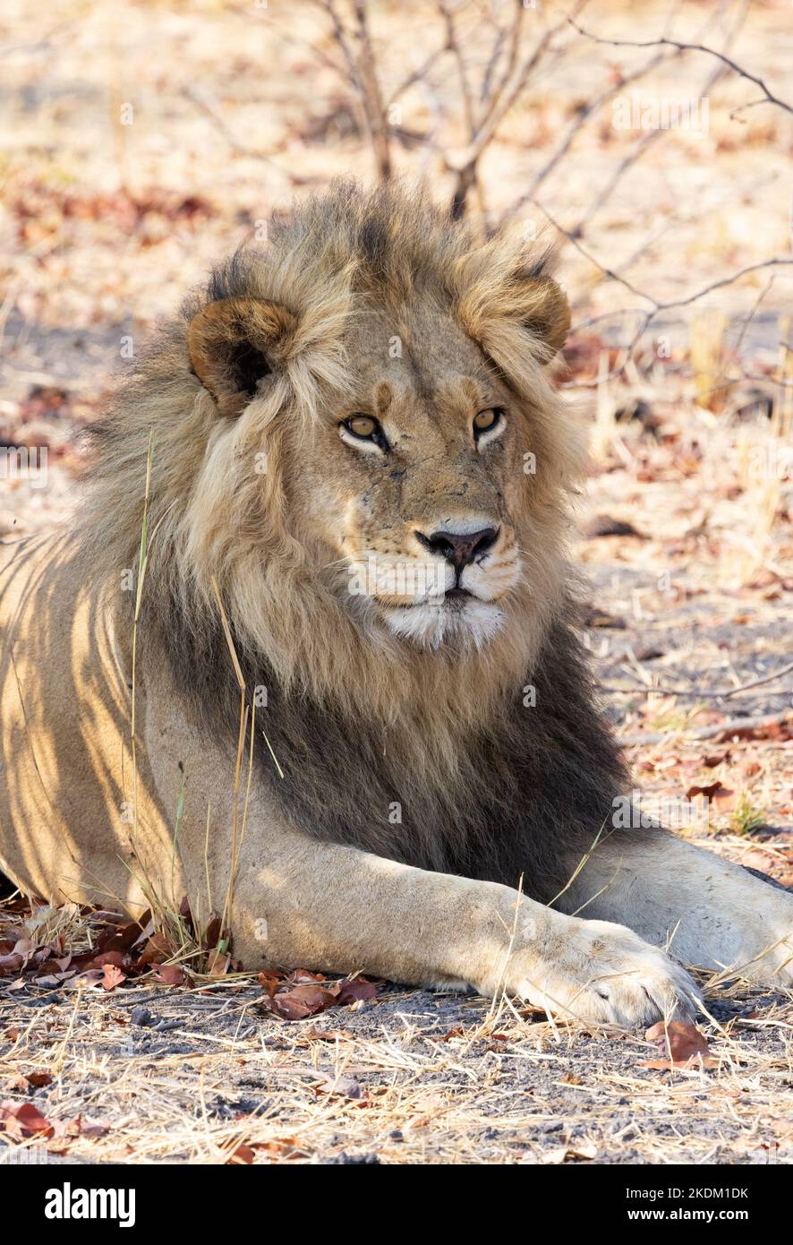 One adult male lion, Panthera leo, lying in the bush; Savuti, Chobe National Park, Botswana Africa Stock Photo